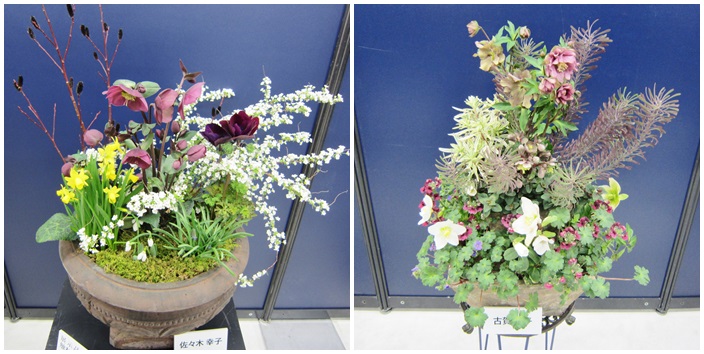 第12回クリスマスローズの世界展♪_d0179410_23332834.jpg