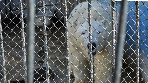 ロシア・ヴォルガ河流域、ペンザ動物園でのソチ冬季五輪開催イベント ~ 2026年札幌冬季五輪招致へ_a0151913_0402166.jpg
