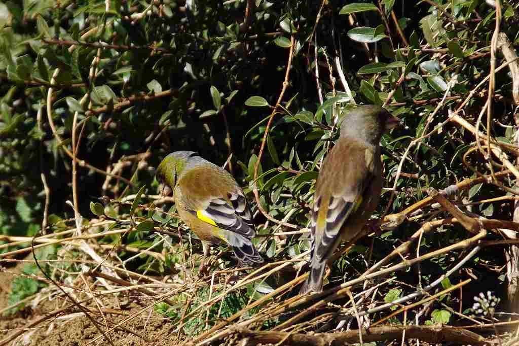 カワラヒワ、畑の中で_e0293921_2212074.jpg