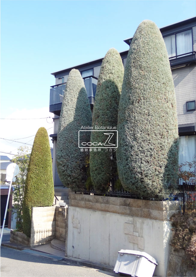 植物的生活469 Atelier Botanique Coca Z 植物的生活469 Atelier Botanique Coca Z