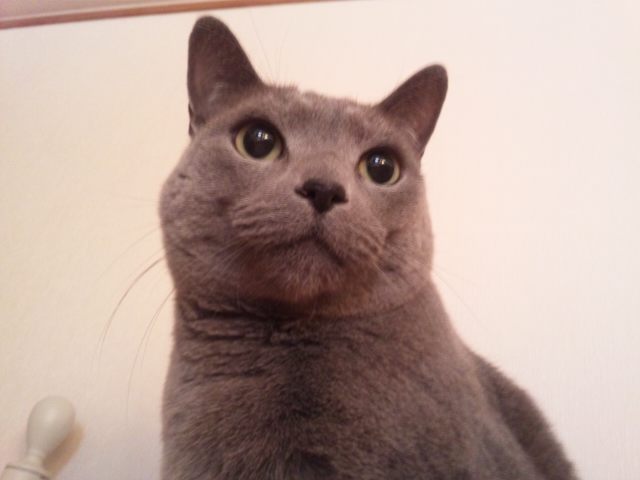 おはようのいちくん_d0152937_8171468.jpg