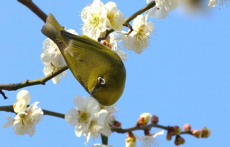 野　鳥　（プレイバック）_b0312938_06572254.jpg