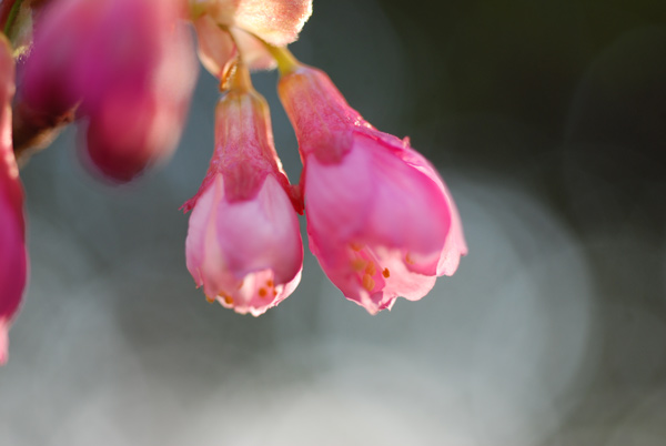 アジサイのネックレスを作る　屋久島の桜　アクティブな季節_f0229844_21401156.jpg