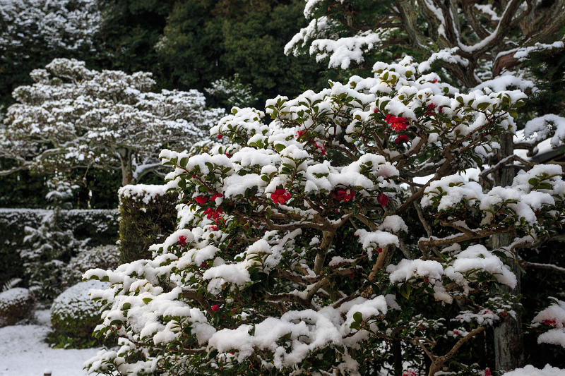  【額縁光景・その11】雪舟の庭の雪（芬陀院）_f0155048_23203375.jpg