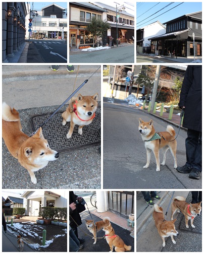 柴犬達と行く　多治見散策_f0245650_08350379.jpg