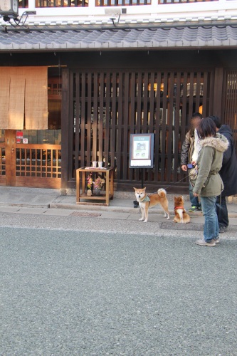 柴犬達と行く　多治見散策_f0245650_08452385.jpg