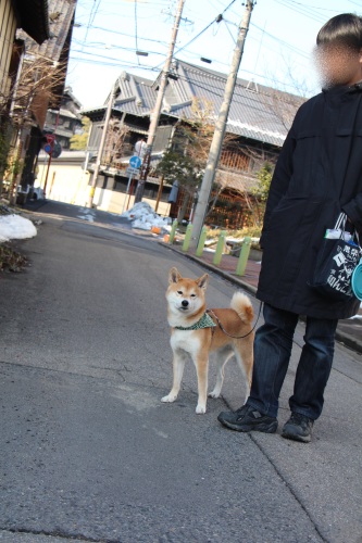 柴犬達と行く　多治見散策_f0245650_08513671.jpg