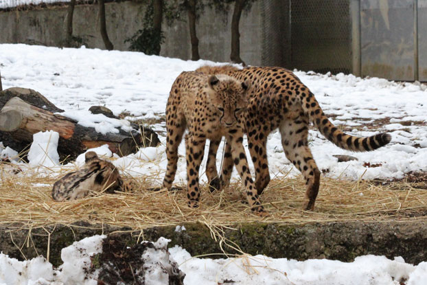 雪と五つ子チーターっ仔とナデシコと　_e0294253_21353022.jpg