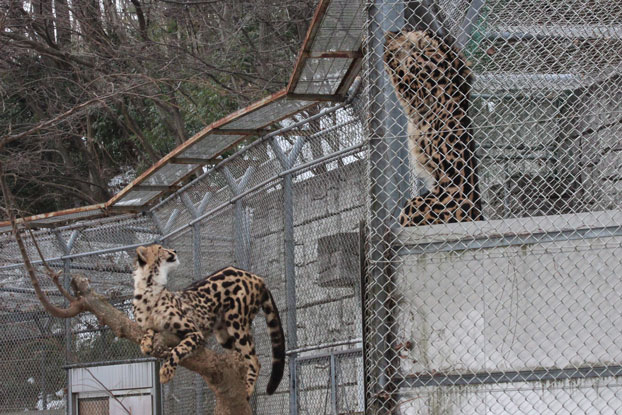 雪と五つ子チーターっ仔とナデシコと　_e0294253_21372664.jpg