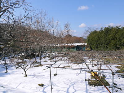 大雪から1週間・・・。残雪残る中、春の息吹を感じています!!_a0254656_17451163.jpg