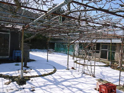 大雪から1週間・・・。残雪残る中、春の息吹を感じています!!_a0254656_1812935.jpg
