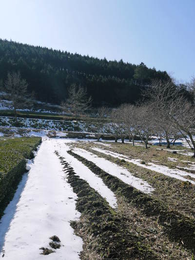大雪から1週間・・・。残雪残る中、春の息吹を感じています!!_a0254656_18182234.jpg