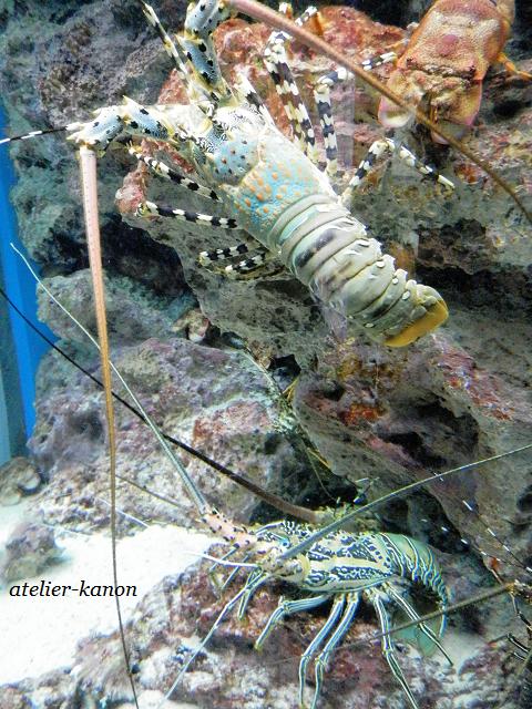 神秘的！！　沖縄美ら海水族館_b0193760_2016444.jpg