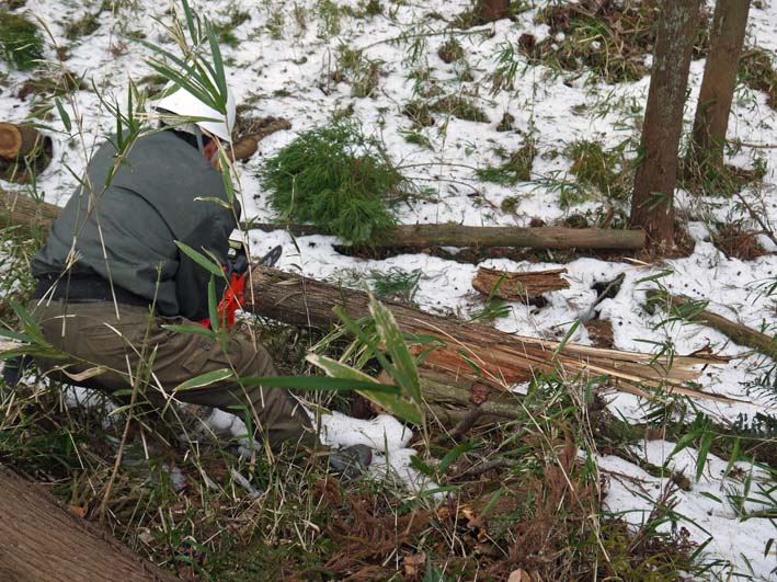 大雪で中折れしたスギを処理：2・20六国見山臨時手入れ_c0014967_839489.jpg