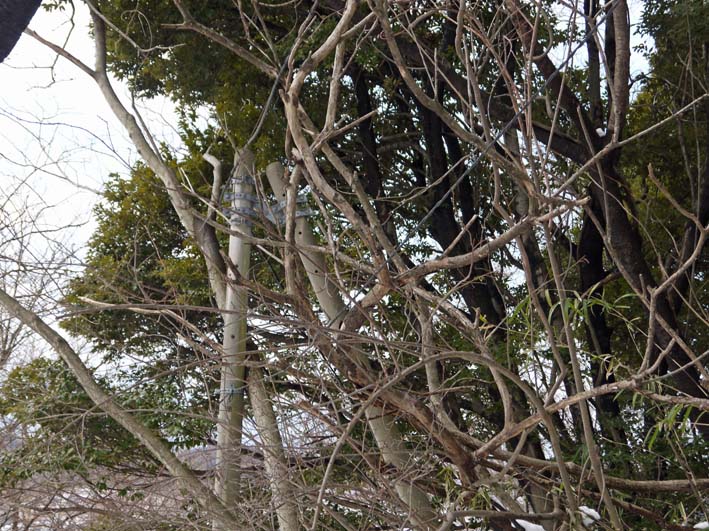樹木が大きくなり高野２号緑地の電柱と電線が危ない感じ_c0014967_9394798.jpg