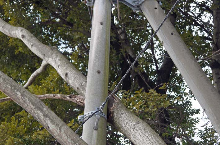 樹木が大きくなり高野２号緑地の電柱と電線が危ない感じ_c0014967_940767.jpg