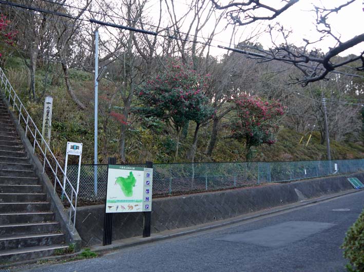 樹木が大きくなり高野２号緑地の電柱と電線が危ない感じ_c0014967_941215.jpg