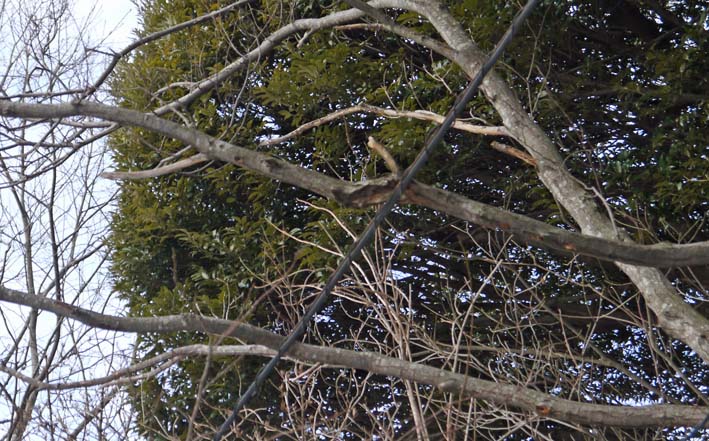 樹木が大きくなり高野２号緑地の電柱と電線が危ない感じ_c0014967_9414462.jpg