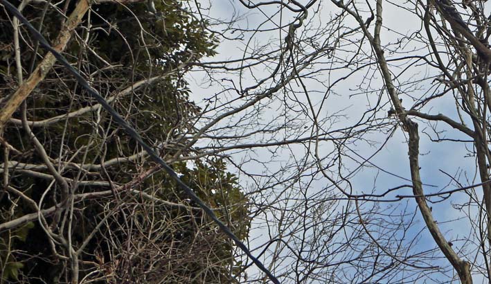 樹木が大きくなり高野２号緑地の電柱と電線が危ない感じ_c0014967_9443138.jpg