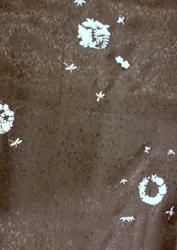 b0159571_941237.png