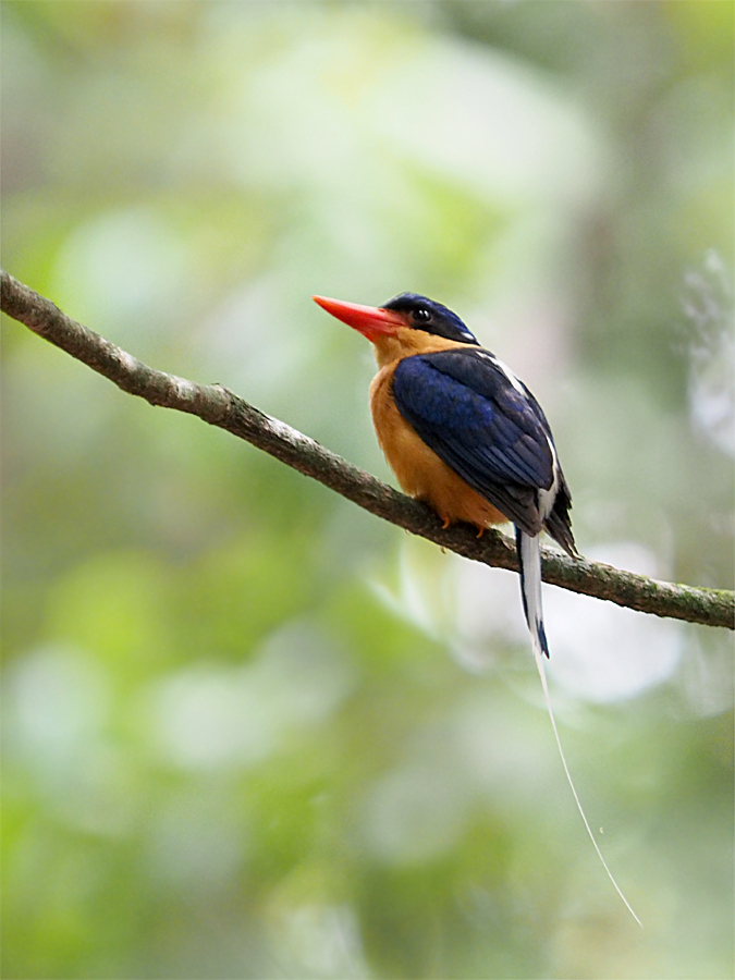 シラオラケットカワセミ（Buff-breasted Paradise Kingfisher  _d0283373_513412.jpg