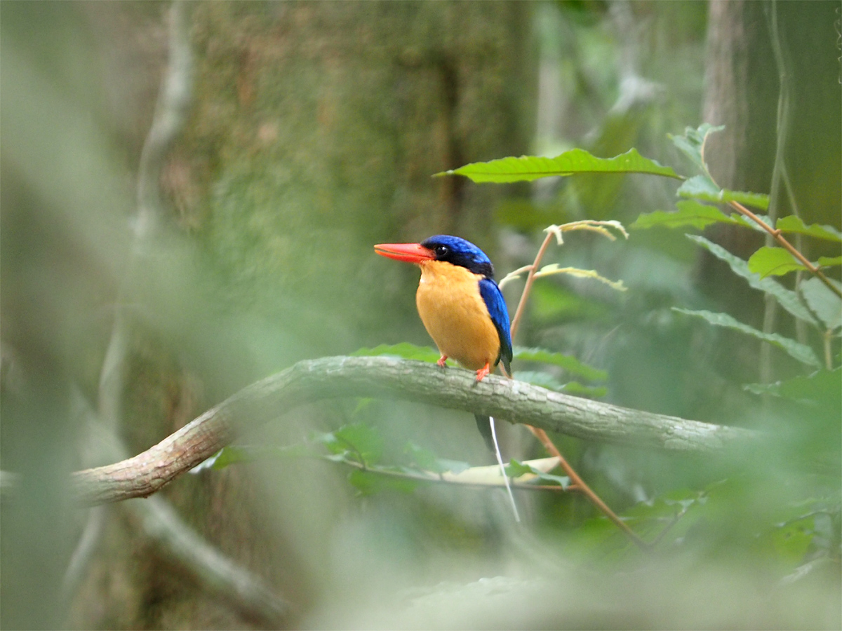 シラオラケットカワセミ（Buff-breasted Paradise Kingfisher  _d0283373_595824.jpg