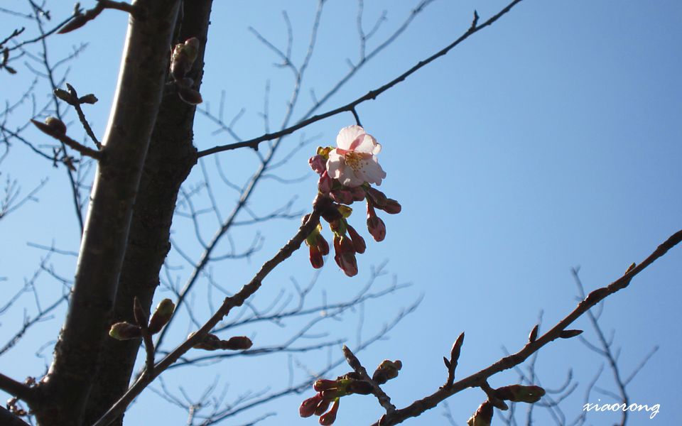 玉縄桜開花 2014_e0182674_20181496.jpg