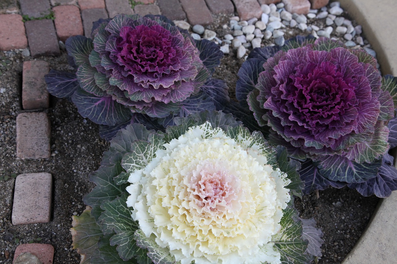 冬の花_b0277979_1674920.jpg