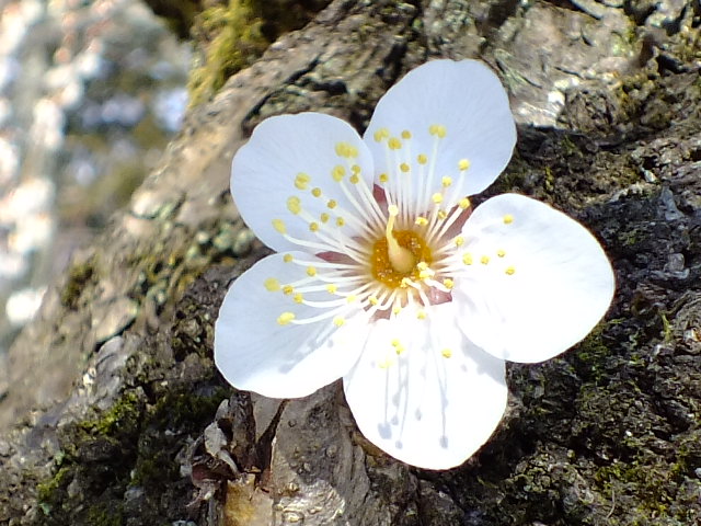 ２月１９日　神代植物公園　その２_e0145782_19521992.jpg