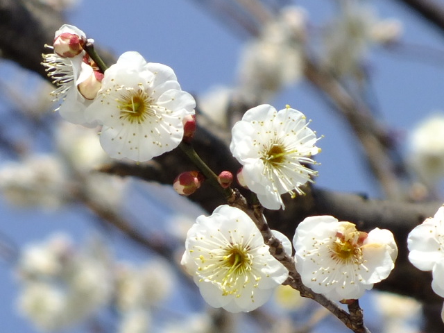 ２月１９日　神代植物公園　その２_e0145782_19533621.jpg