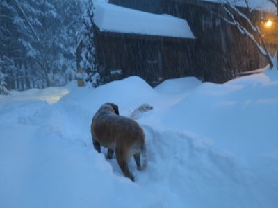 観測史上最高の積雪量となった雪の日_d0133485_1613956.jpg