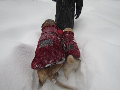 観測史上最高の積雪量となった雪の日 (part2)_d0133485_1615364.jpg