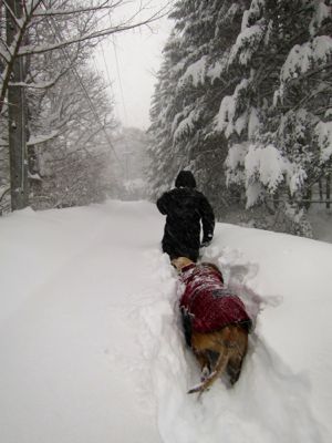 観測史上最高の積雪量となった雪の日 (part2)_d0133485_16154434.jpg