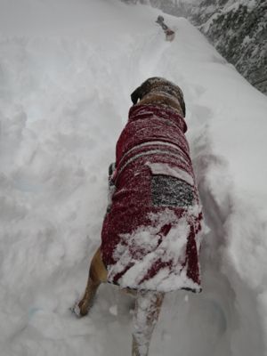 観測史上最高の積雪量となった雪の日 (part2)_d0133485_16162857.jpg