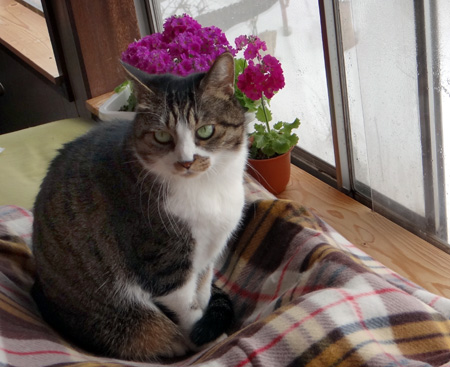 猫部屋のプリムラ・マラコイデス。花がモリモリ~~♪_a0136293_17102557.jpg