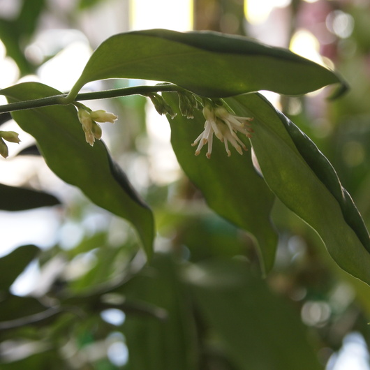 サルココッカのお花が咲きました。_a0292194_163951100.jpg