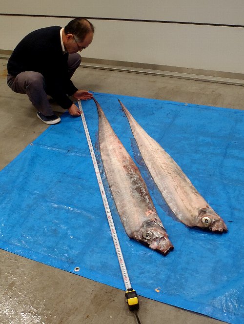 深海魚サケガシラ 9匹まとめて萩に到来 14 2 萩博ブログ