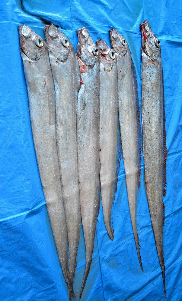 深海魚サケガシラ 9匹まとめて萩に到来 14 2 萩博ブログ