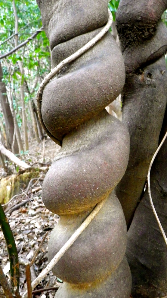 藤原岳_e0111396_1522431.jpg