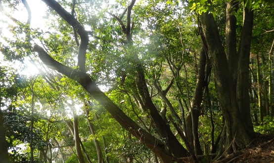 藤原岳_e0111396_16989.jpg