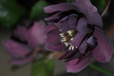 c0178009_1743916.jpg