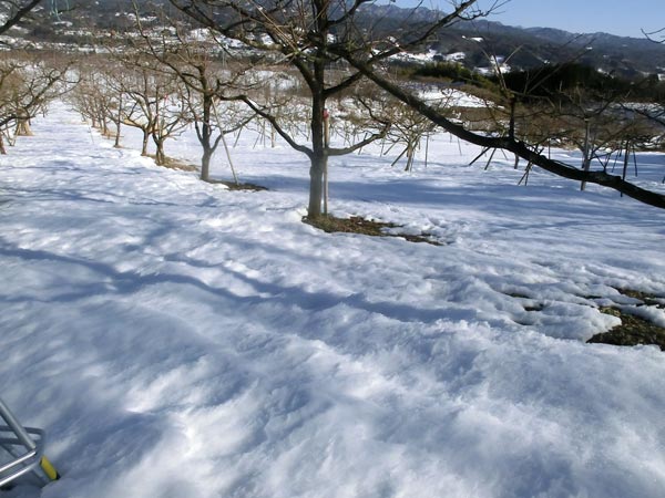 定期報告。大雪から一週間、_b0301525_2219468.jpg