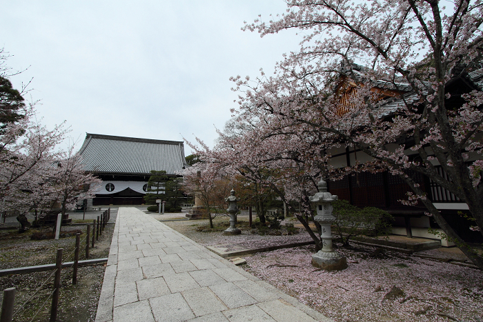 桜の大原野巡り －光明寺（前編）－_b0169330_1129561.jpg