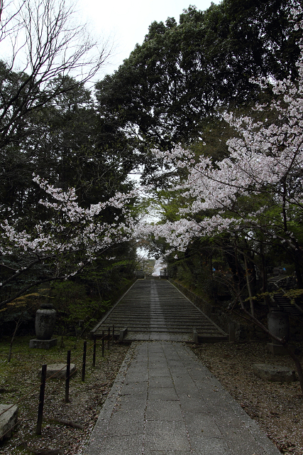桜の大原野巡り －光明寺（前編）－_b0169330_114117.jpg