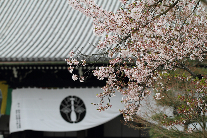 桜の大原野巡り －光明寺（前編）－_b0169330_1232093.jpg