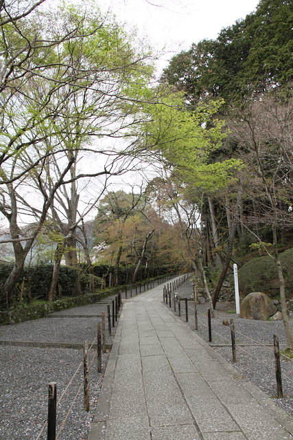 桜の大原野巡り －光明寺（前編）－_b0169330_1984843.jpg