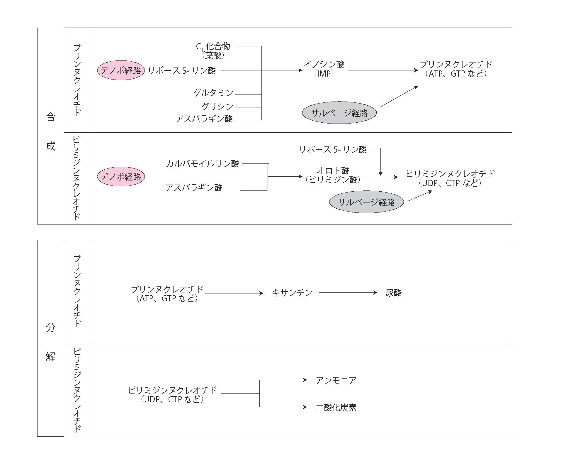 窒素化合物とその前駆体の覚え方 その4 ゴロで覚える管理栄養士国家試験 窒素化合物とその前駆体の覚え方 その4 ゴロで覚える管理栄養士国家試験