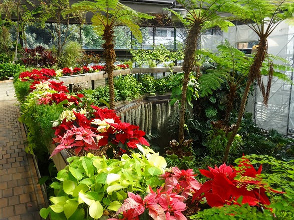 服部緑地緑化植物園の温室 彩の気まぐれ写真