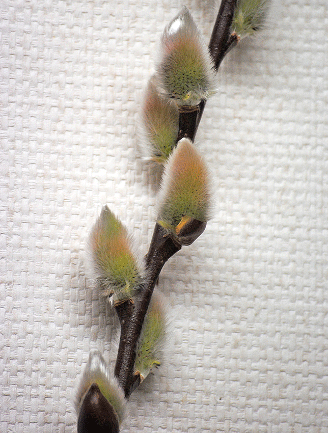 a0001354_2285149.gif