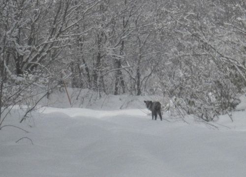 c0294658_19464180.jpg